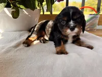 Boston, a male Cavalier King Charles Spaniel for sale in Crossville, TN – Photo 3 of 5
