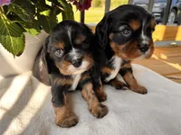Boston, a male Cavalier King Charles Spaniel for sale in Crossville, TN – Photo 5 of 5
