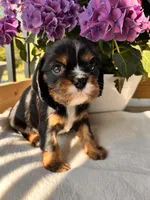 Boston, a male Cavalier King Charles Spaniel for sale in Crossville, TN – Photo 4 of 5
