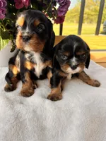 Boston, a male Cavalier King Charles Spaniel for sale in Crossville, TN – Photo 2 of 5