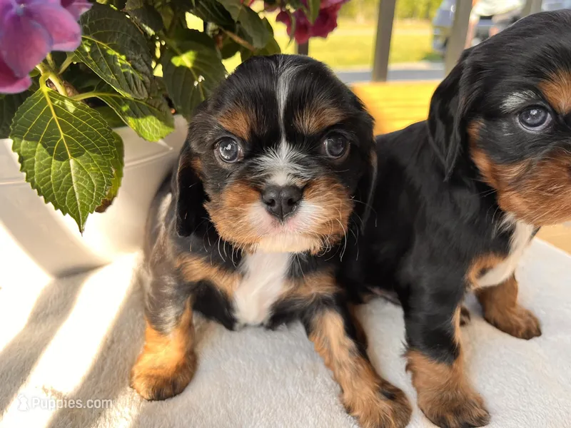 Boston – Cavalier King Charles Spaniel puppy for sale in Crossville, TN