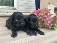 Little Bear, a male Cavapoo for sale in Crossville, TN – 2 of 5
