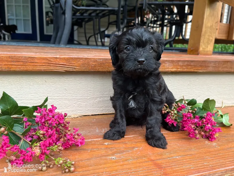 Boston – Cavapoo puppy for sale in Crossville, TN