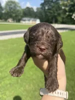 Rocky, a male Cavapoo for sale in Crossville, TN – 4 of 7