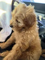 Max, a male Miniature Goldendoodle for sale in Jamaica, NY – Photo 2 of 3