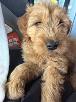 Max, a male Miniature Goldendoodle for sale in Jamaica, NY – Photo 1 of 3