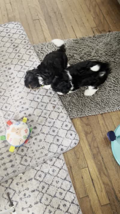 Gemma, a female Biewer for sale in La Grange, NC – 2 of 5
