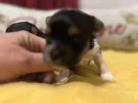 Gemma, a female Biewer for sale in La Grange, NC – Photo 1 of 4