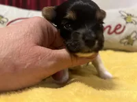 Gemma, a female Biewer for sale in La Grange, NC – Photo 2 of 4