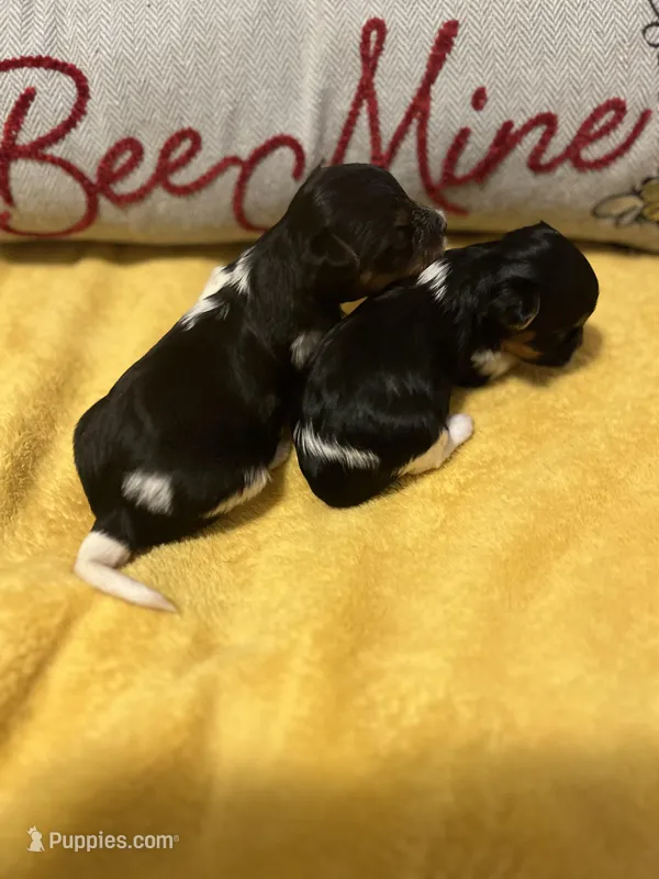 Gemma – Biewer puppy for sale in La Grange, NC