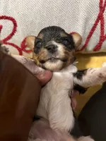 Gemma, a female Biewer for sale in La Grange, NC – Photo 4 of 4