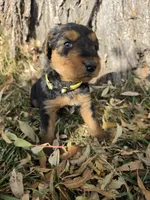 Yellow Boy, a male Airedale Terrier for sale in Enterprise, OR – 3 of 3