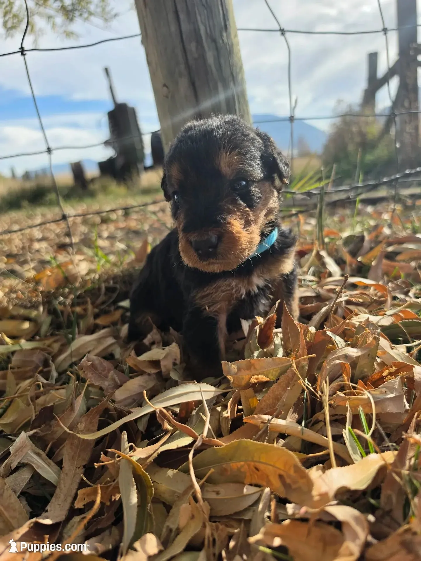 Light Blue Boy, a male Airedale Terrier for sale in Enterprise, OR – 2 of 7