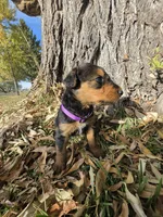Purple Girl, a female Airedale Terrier for sale in Enterprise, OR – 2 of 4