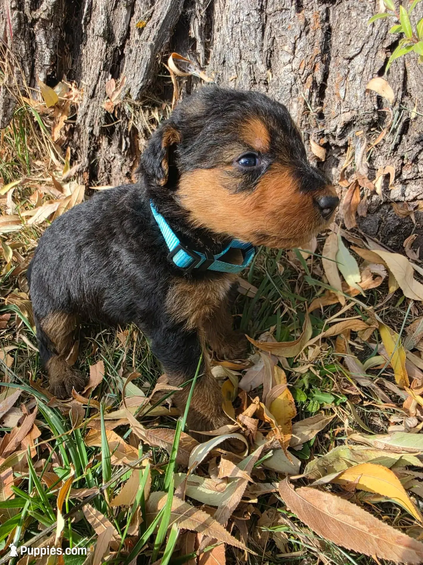 Light Blue Boy, a male Airedale Terrier for sale in Enterprise, OR – 1 of 7