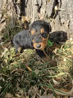 Lime Green Boy, a male Airedale Terrier for sale in Enterprise, OR – 2 of 2