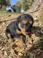 Light Blue Boy, a male Airedale Terrier for sale in Enterprise, OR – 6 of 7