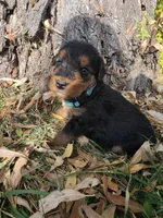 Light Blue Boy, a male Airedale Terrier for sale in Enterprise, OR – 7 of 7