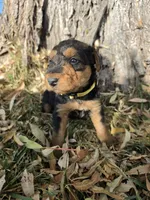 Yellow Boy, a male Airedale Terrier for sale in Enterprise, OR – 2 of 3