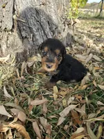 Light Blue Boy, a male Airedale Terrier for sale in Enterprise, OR – 3 of 7