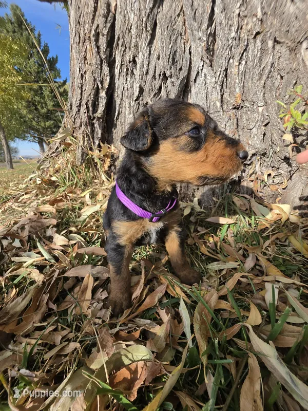 Purple Girl – Airedale Terrier puppy for sale in Enterprise, OR
