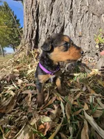 Purple Girl, a female Airedale Terrier for sale in Enterprise, OR – 1 of 4