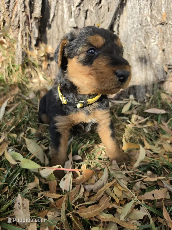Yellow Boy – Airedale Terrier puppy for sale in Enterprise, OR
