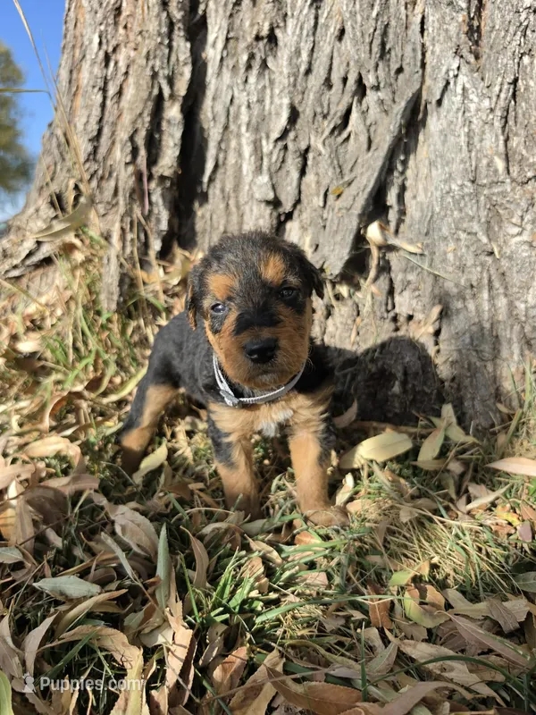 Cream Girl – Airedale Terrier puppy for sale in Enterprise, OR