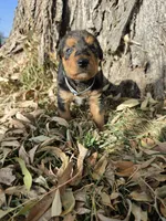 Cream Girl, a female Airedale Terrier for sale in Enterprise, OR – 2 of 3