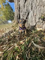 Purple Girl, a female Airedale Terrier for sale in Enterprise, OR – 3 of 4