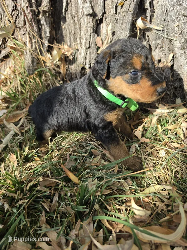 Lime Green Boy – Airedale Terrier puppy for sale in Enterprise, OR