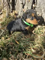 Lime Green Boy, a male Airedale Terrier for sale in Enterprise, OR – 1 of 2