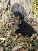 Light Blue Boy, a male Airedale Terrier for sale in Enterprise, OR – 4 of 7