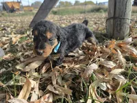 Light Blue Boy, a male Airedale Terrier for sale in Enterprise, OR – 5 of 7
