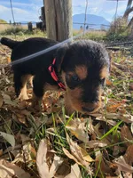 Pink Girl, a female Airedale Terrier for sale in Enterprise, OR – 3 of 3