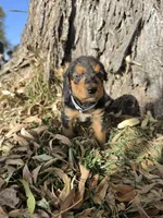 Cream Girl, a female Airedale Terrier for sale in Enterprise, OR – 3 of 3