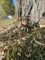 Purple Girl, a female Airedale Terrier for sale in Enterprise, OR – 4 of 4