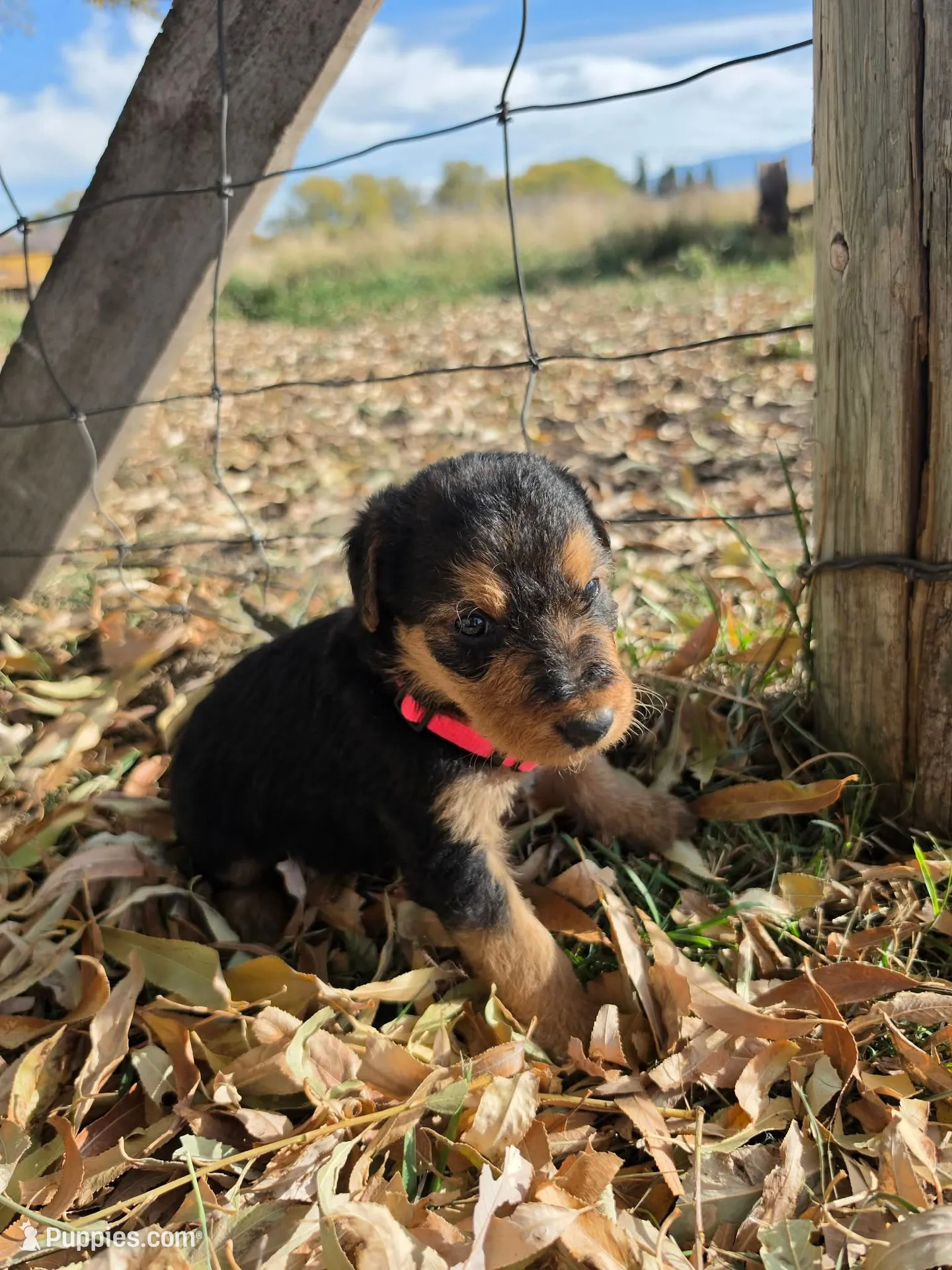 Pink Girl, a female Airedale Terrier for sale in Enterprise, OR – 2 of 3
