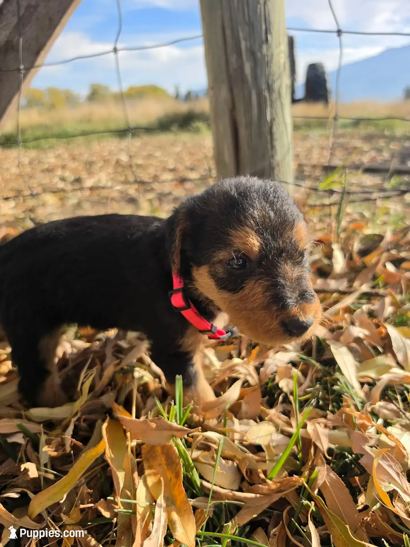 Pink Girl, a female Airedale Terrier for sale in Enterprise, OR – 1 of 3