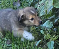 STAR, a male Shetland Sheepdog and Miniature Australian Shepherd for sale in Anderson, IN – 2 of 5