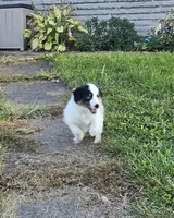 Piggie, a male Shetland Sheepdog and Miniature Australian Shepherd for sale in Anderson, IN – 5 of 5