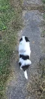 Piggie, a male Shetland Sheepdog and Miniature Australian Shepherd for sale in Anderson, IN – 4 of 5