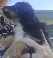 DOUBLE DOT (DEEDEE), a female Shetland Sheepdog and Miniature Australian Shepherd for sale in Anderson, IN – 5 of 5