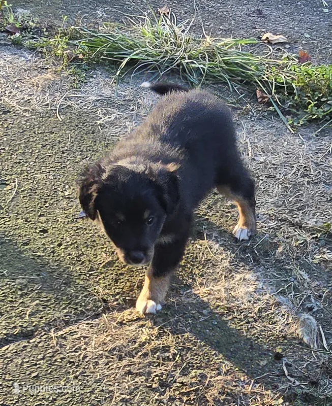DOUBLE DOT (DEEDEE) – Shetland Sheepdog, Miniature Australian Shepherd puppy for sale in Anderson, IN