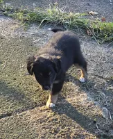 DOUBLE DOT (DEEDEE), a female Shetland Sheepdog and Miniature Australian Shepherd for sale in Anderson, IN – 1 of 5