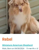 Rebel Cowboy, a male Miniature Australian Shepherd for sale in Anderson, IN – 4 of 8
