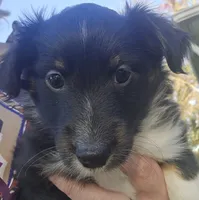 Dot, a female Shetland Sheepdog and Miniature Australian Shepherd for sale in Anderson, IN – 4 of 4