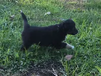 DOUBLE DOT (DEEDEE), a female Shetland Sheepdog and Miniature Australian Shepherd for sale in Anderson, IN – 2 of 5