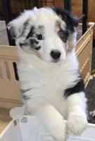 Potato, a female Shetland Sheepdog and Miniature Australian Shepherd for sale in Chesterfield, IN – Photo 1 of 3