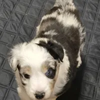 Potato, a female Shetland Sheepdog and Miniature Australian Shepherd for sale in Chesterfield, IN – Photo 2 of 3